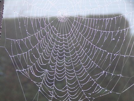Free Web Dew photo and picture