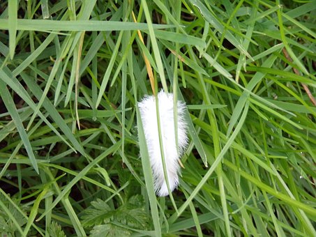 Free Grass Pen photo and picture