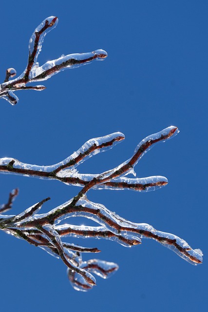 Galhos, Gelado, Sorvete, Inverno, Geada