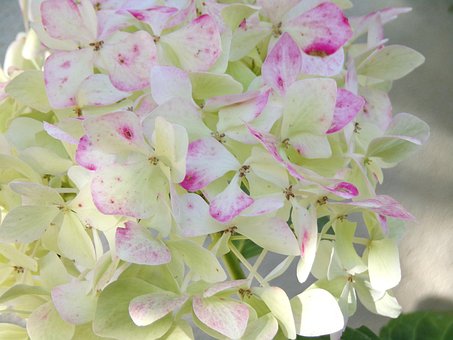 Free Flowers Hydrangeas photo and picture