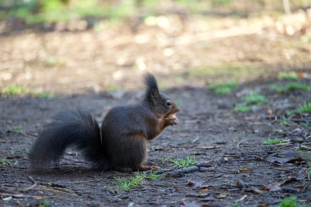 Esquilo, Animal, Porca, Comida