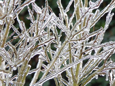 Free Ice Shrub photo and picture
