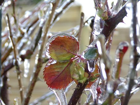 Free Rosebush Ice photo and picture