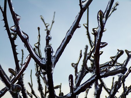 Free Ice Thorns photo and picture