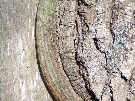 Free Tree Bark photo and picture