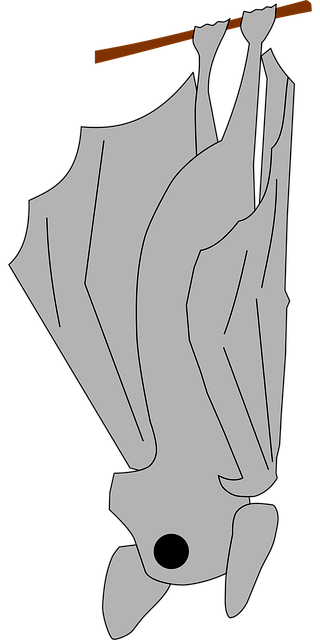 Free Bat Halloween vector and picture