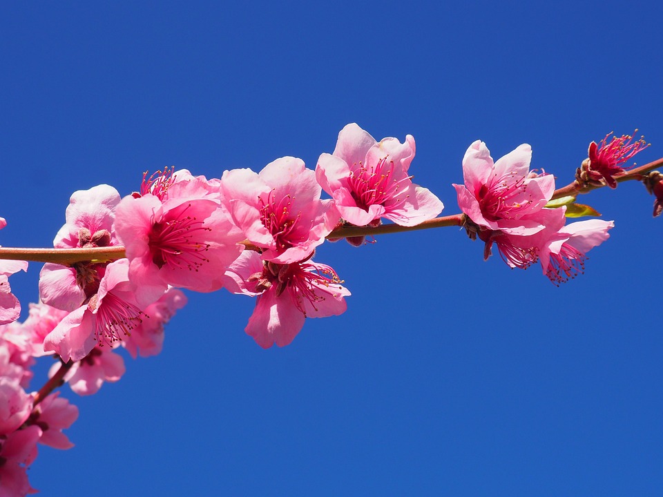 Peach Flower Sky Blue Free photo on Pixabay Pixabay