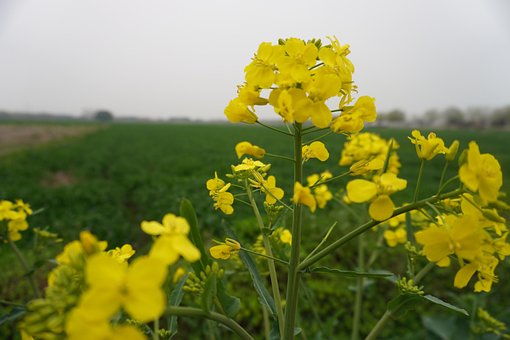 Free Flower Cole Flowers photo and picture