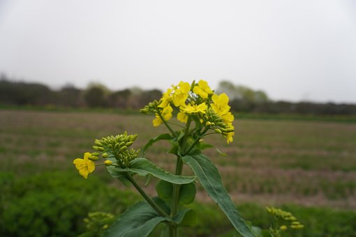 Free Flower Cole Flowers photo and picture