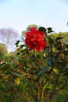 Free Flower Cole Flowers photo and picture