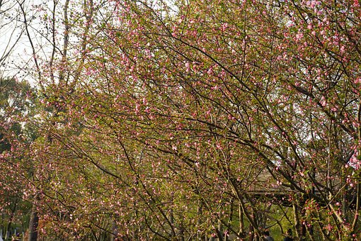 Free Flower Cole Flowers photo and picture