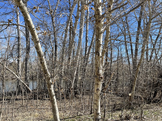 Free new growth forest park boise illustration