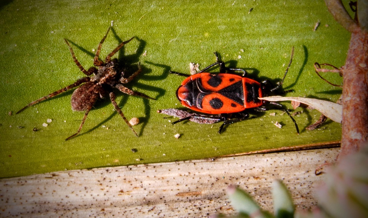 Fire Beetle Spider Insect Free Photo On Pixabay Pixabay Fire Beetle Spider Insect Free Photo On Pixabay Pixabay