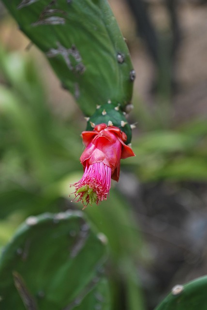 Free Cactus Flower photo and picture