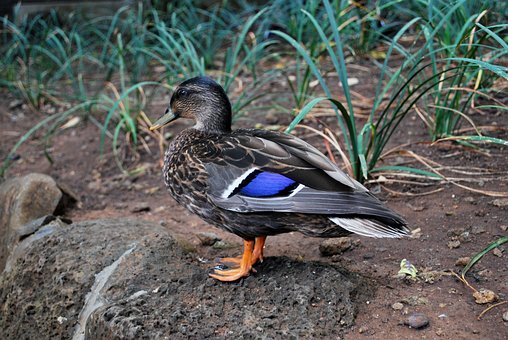 Free Duck Bird photo and picture