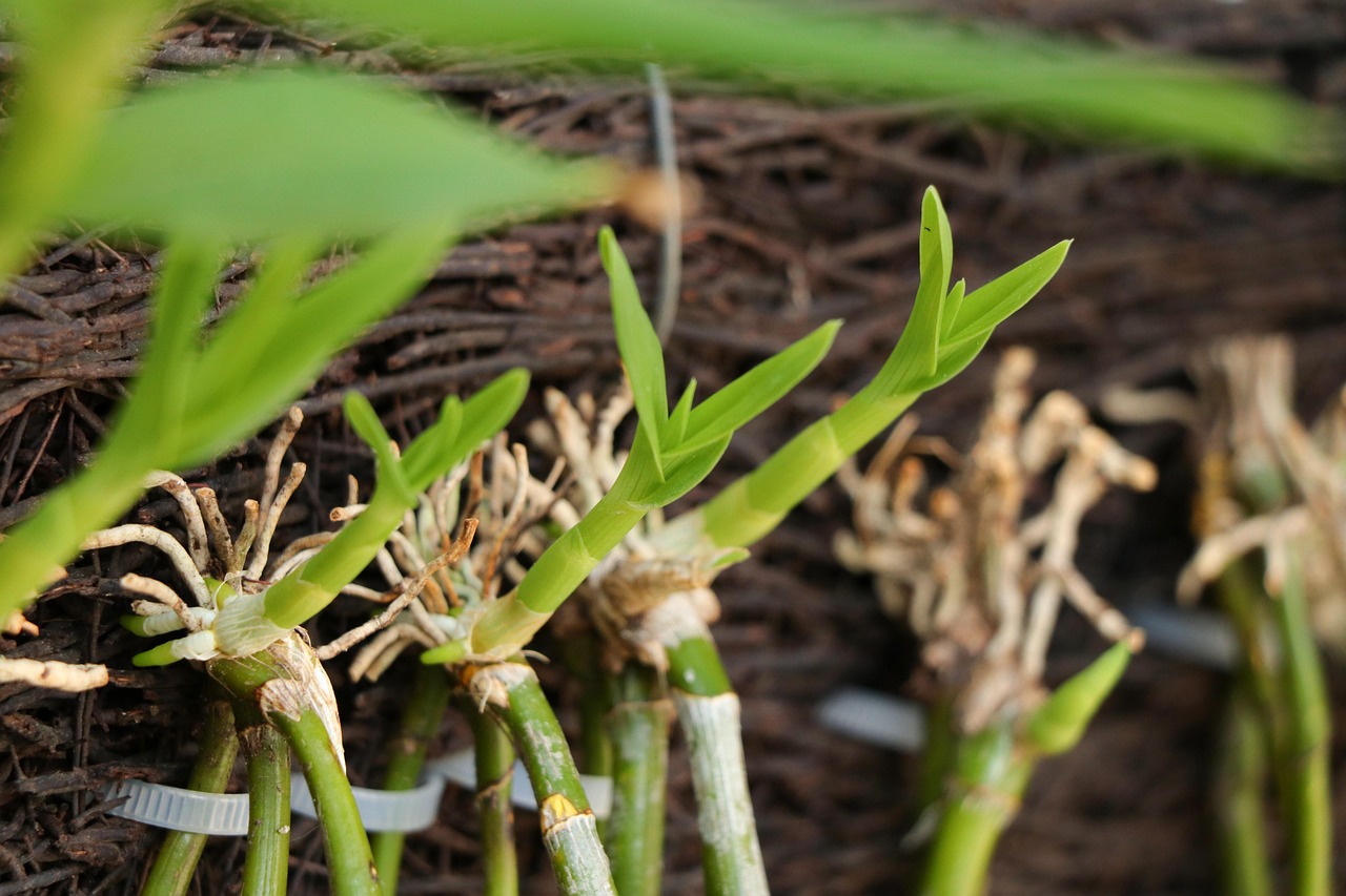 Orchid Roots Examples 10+ Free Orchid Roots & Orchid Images - Pixabay