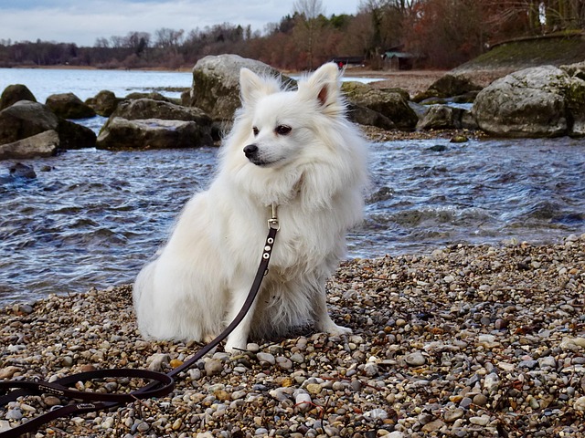 Free Dog Pointed photo and picture