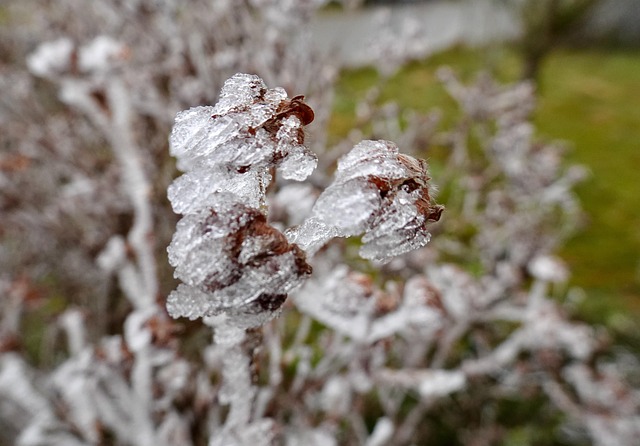 Free Winter Ice Cream photo and picture