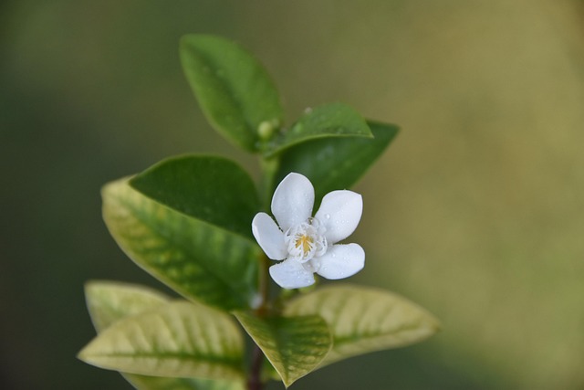 Free Wild Flower Pointed Flower photo and picture
