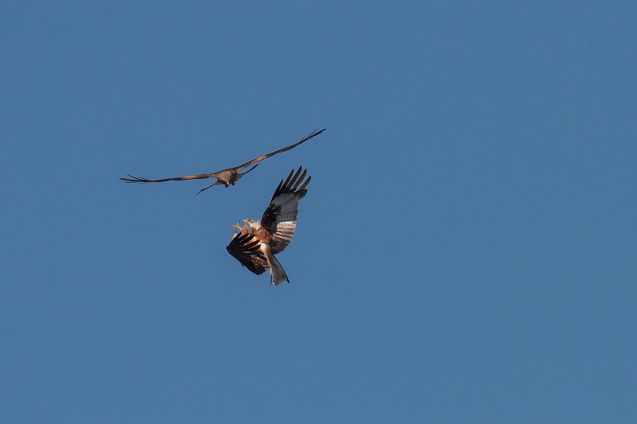 Nature Raptor Red Kite - Free photo on Pixabay
