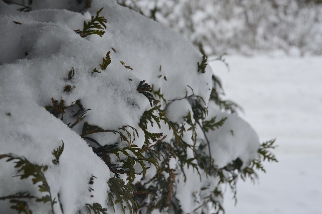 Neve, Natureza, Inverno, Panorama, Frio