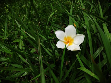Blomst, Gress, Natur, Eng, Vår, Anlegg
