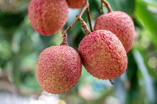 Free Lychees Fruit photo and picture