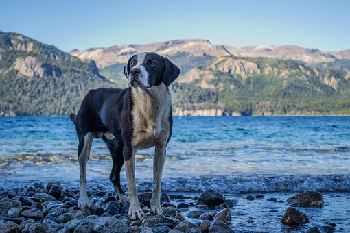 Cachorro No Lago, Lago, Cachorro