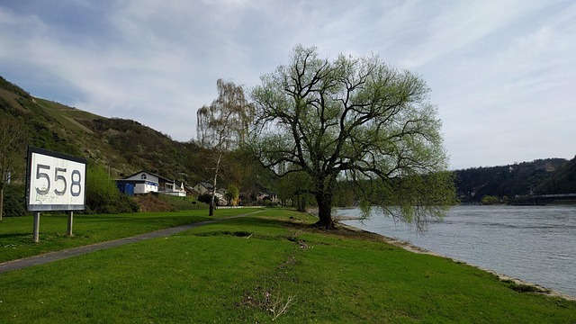 Free Tree River photo and picture
