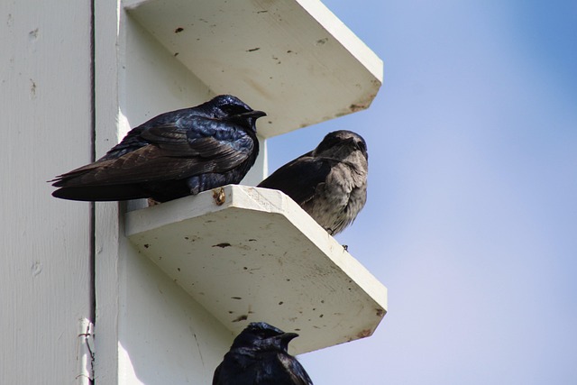 Free Purple Starling Birds photo and picture