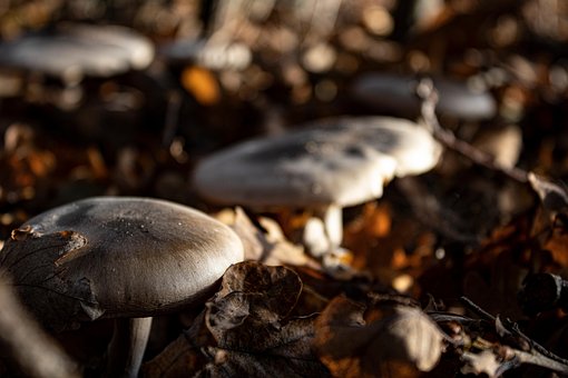 Free Mushroom Forest photo and picture