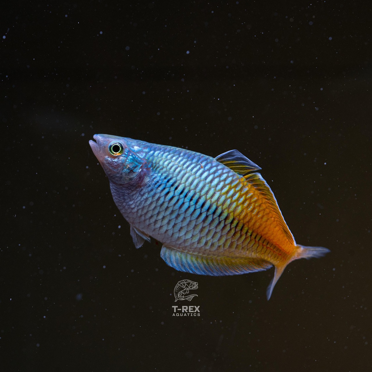 Rainbow Fish Free photo on Pixabay Pixabay