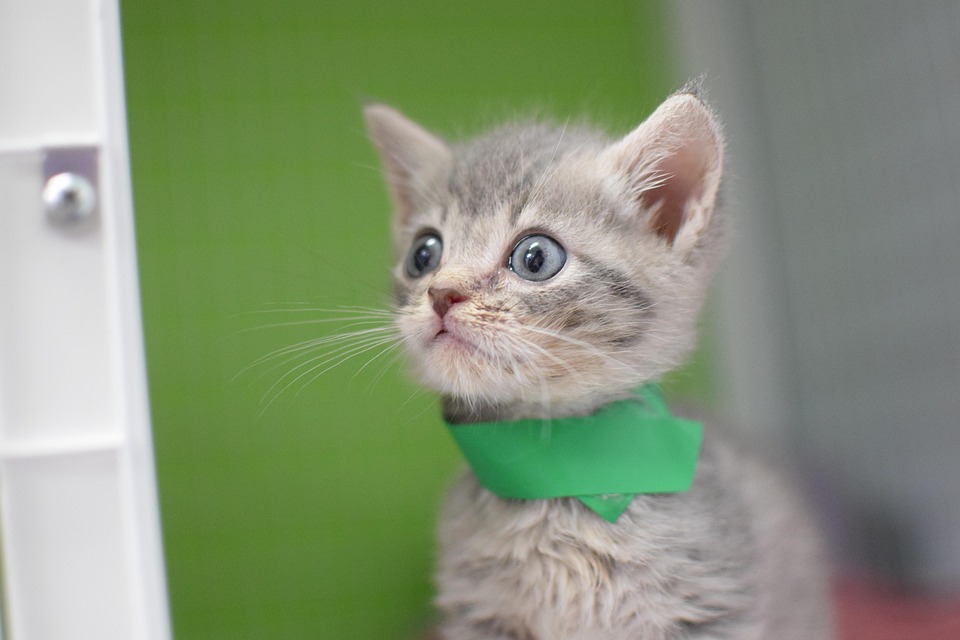 Kitten Shelter Cat Free photo on Pixabay