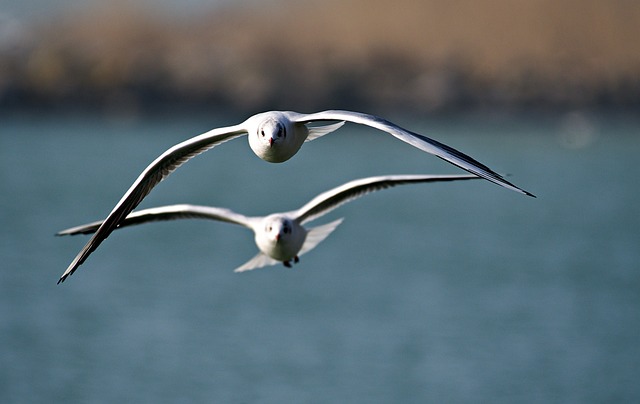 Free Seagulls Birds photo and picture