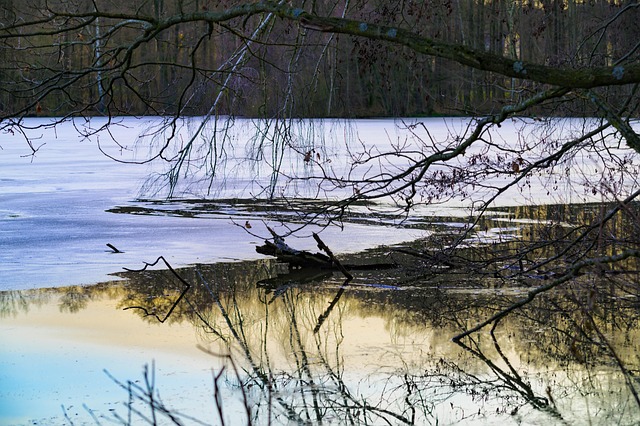 Free Lake Tree photo and picture