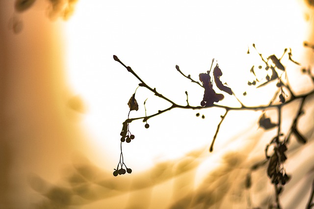Free Bokeh Sun photo and picture