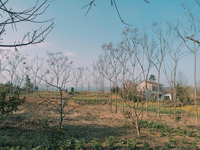 Sunshine, Rural, País, Porcelana, Sol