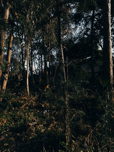 Bosque, Hillside