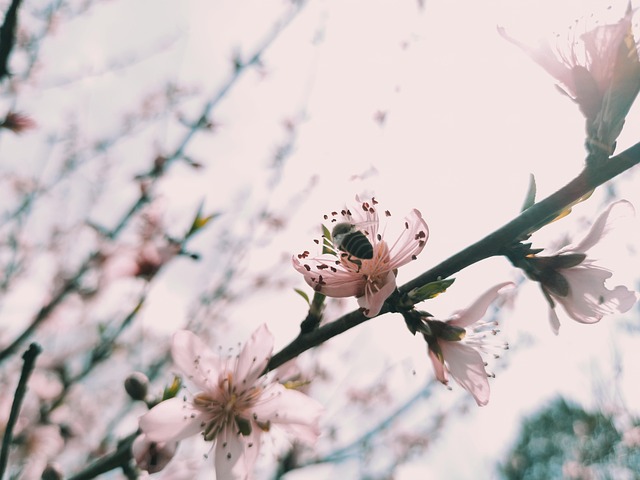 Abeja, Árbol, Flor, Primavera
