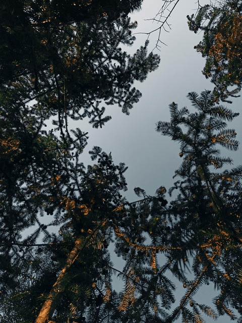 Bosque, Árbol