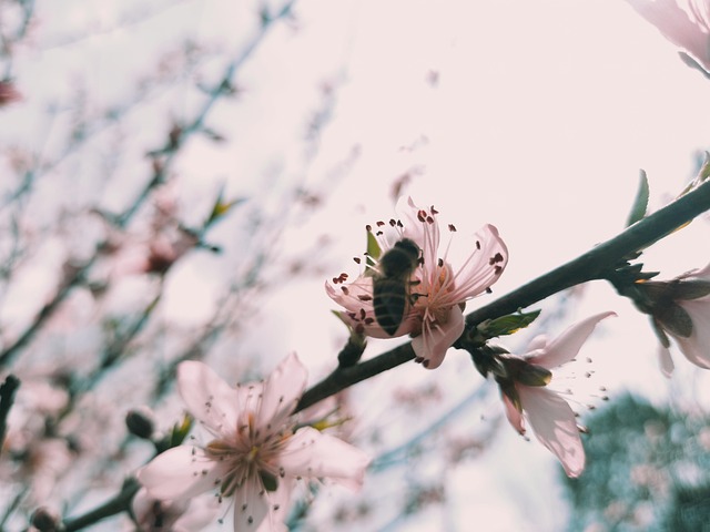 Abeja, Árbol, Flor, Primavera