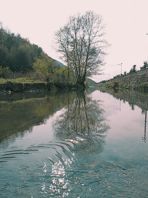 Árbol, Río, Agua, Naturaleza