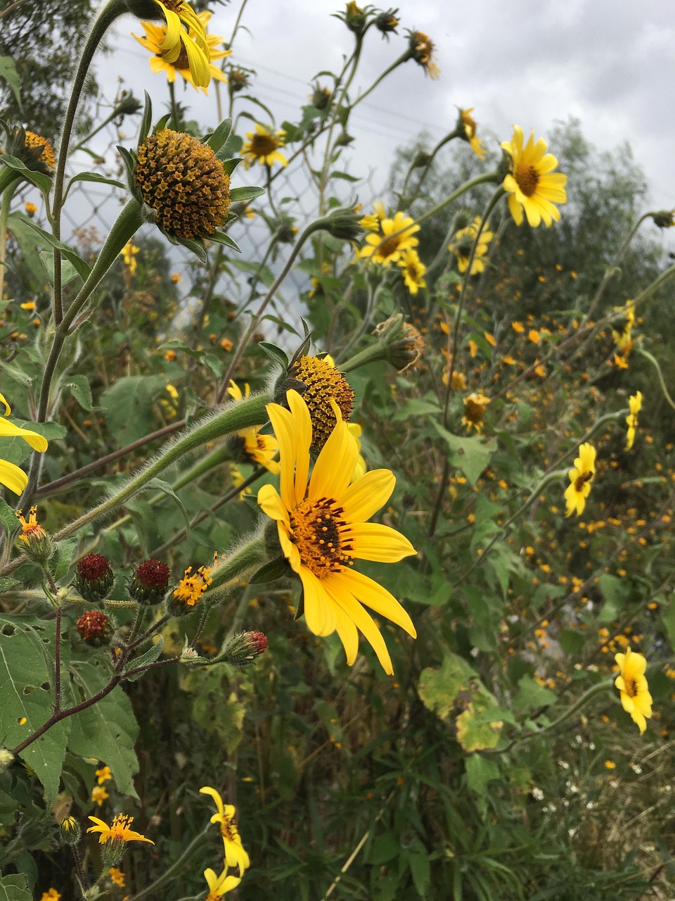 Woodland Sunflower Flowers Plant Free photo on Pixabay Pixabay