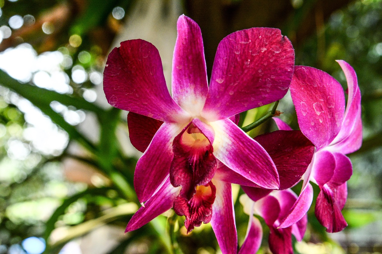 Orchid Flowers Plant Free photo on Pixabay Pixabay