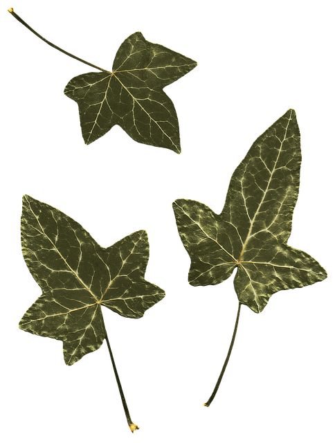 Folhas, Planta, Hera, Lembas, Natureza