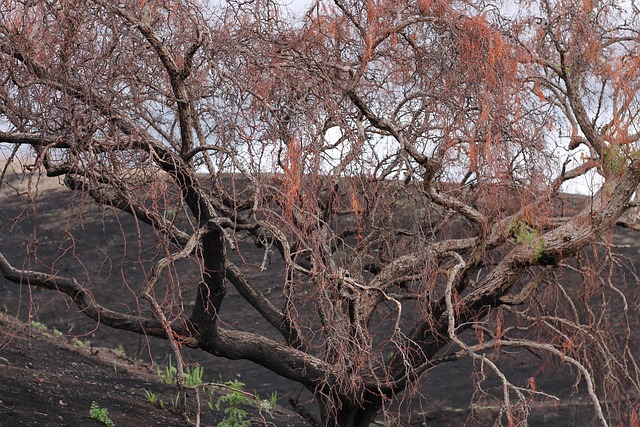 Free Tree Nature photo and picture