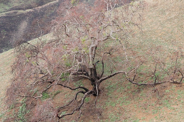Free Tree Nature photo and picture
