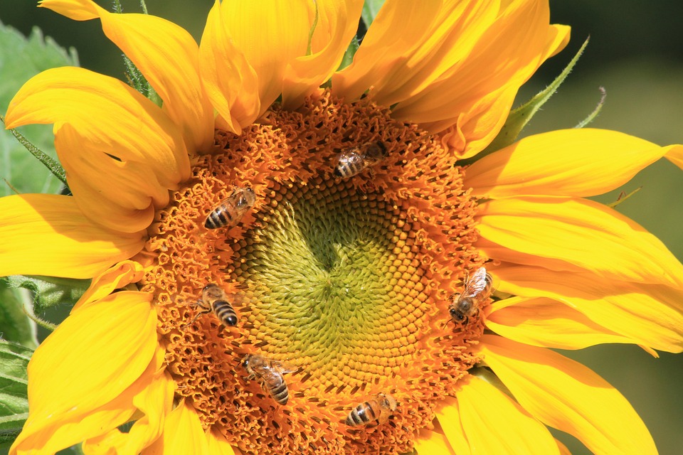 Sunflower Summer Blossom - Free photo on Pixabay - Pixabay