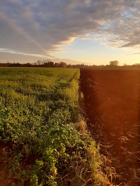 Free Sunset Field photo and picture
