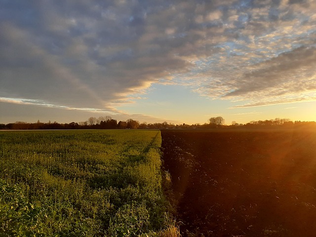 Free Sunset Field photo and picture